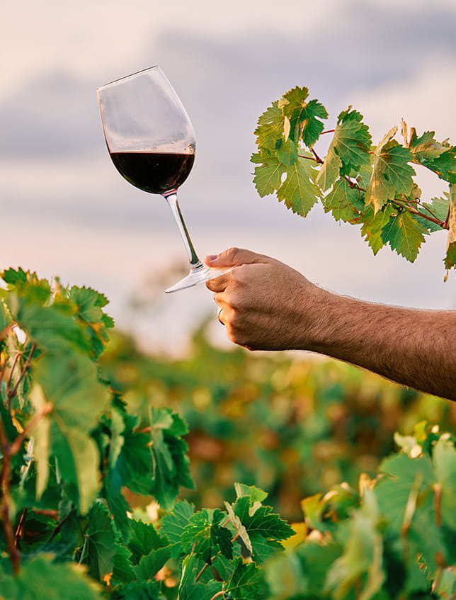 mano cogiendo copa de vino en medio de un viñedo